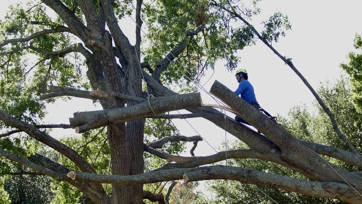 Professional Crown Thinning performed by certified arborists in Oak Ridge