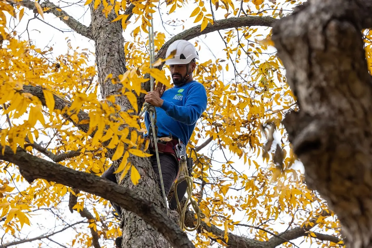 Skilled Tree Planing crew working in Oak Ridge