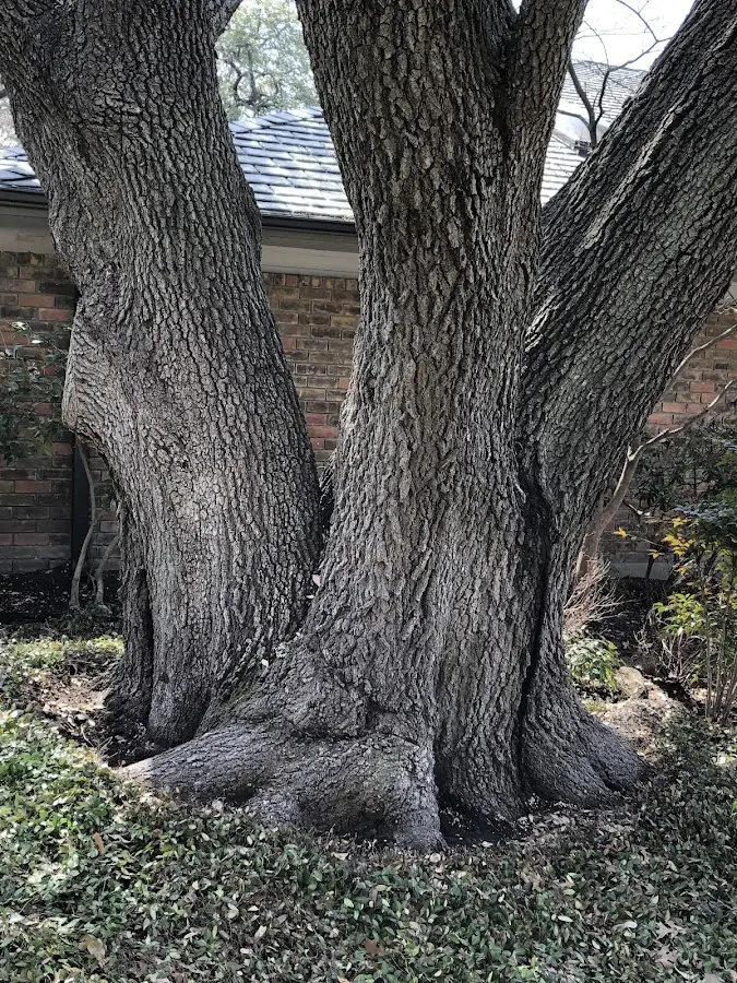 Mature heritage tree close to a Oak Ridge property cared for by certified arborists